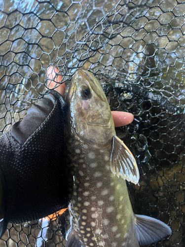 アメマスの釣果