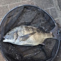 クロダイ