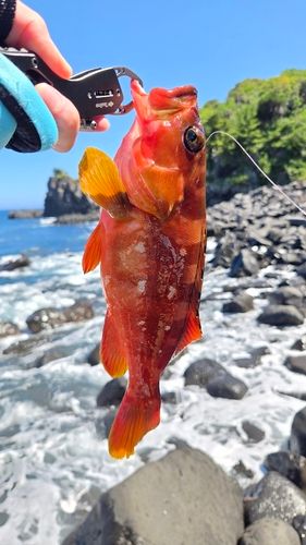 アカハタの釣果