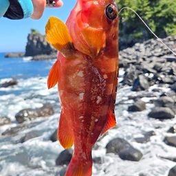 アカハタ
