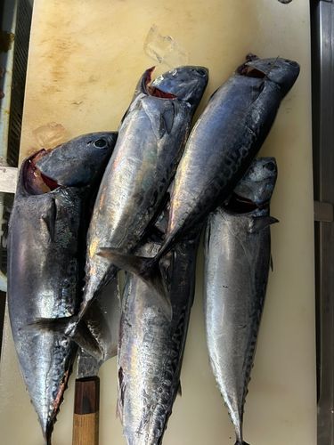 ソウダガツオの釣果