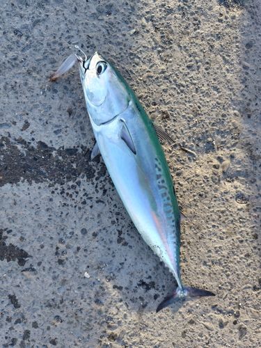 ソウダガツオの釣果