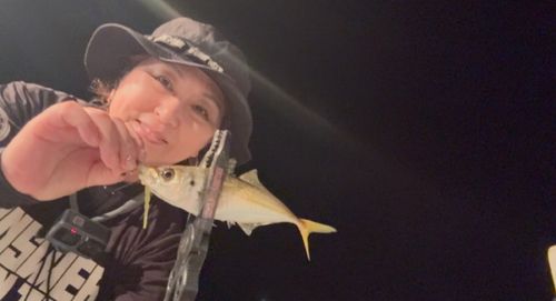 マアジの釣果