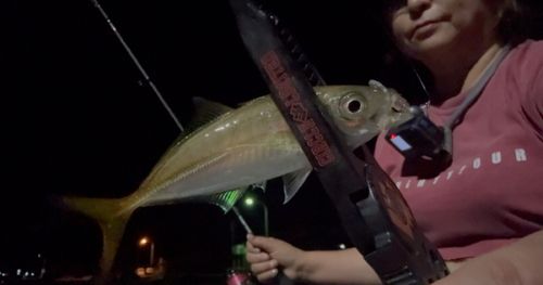 マアジの釣果