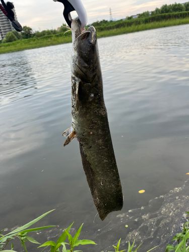 ナマズの釣果