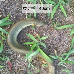 ウナギ