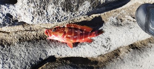 アカハタの釣果