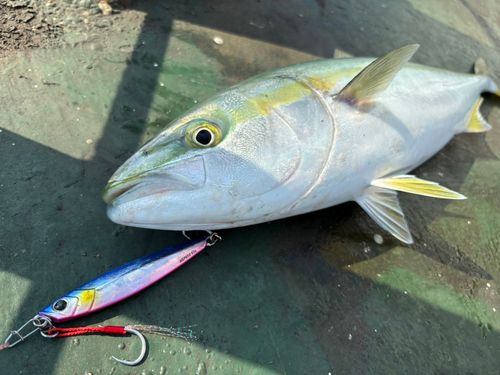 イナダの釣果