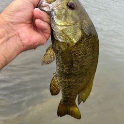 スモールマウスバス