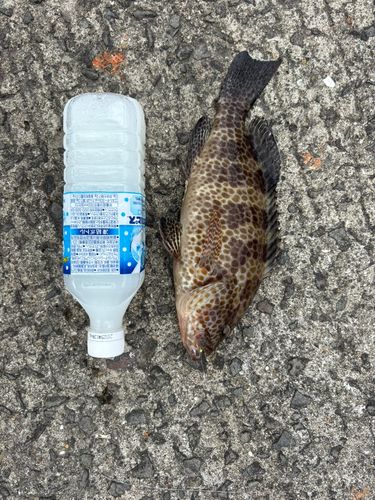 オオモンハタの釣果