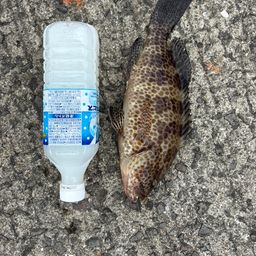 オオモンハタ