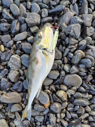 シロサバフグの釣果