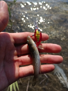 ハゼの釣果