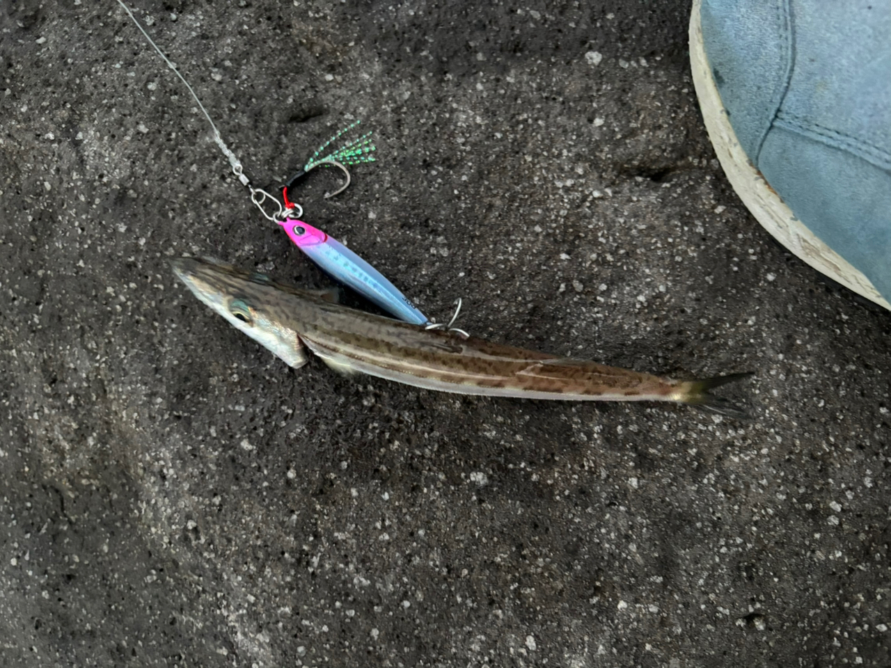 ロッド 2019 LATEO 96M R ダイワ(Daiwa) ラテオ 96M・R 05800036｜アウトドア用品・釣り具