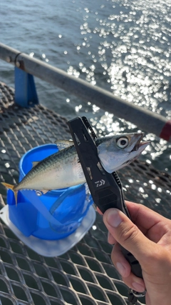 サバの釣果