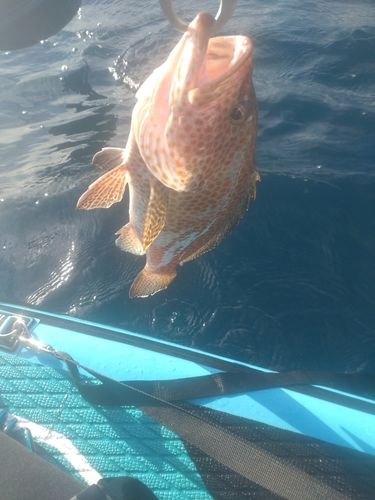 オオモンハタの釣果