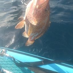 オオモンハタ