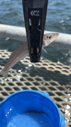キスの釣果