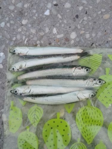 イワシの釣果