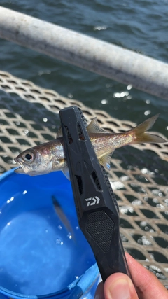 ムツの釣果