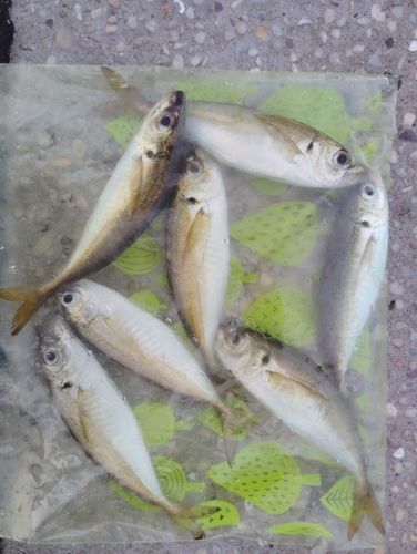 アジの釣果