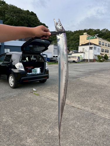 タチウオの釣果