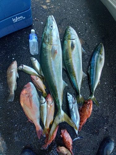 ブリの釣果