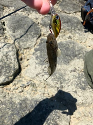マハゼの釣果