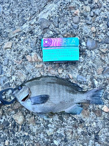 メジナの釣果