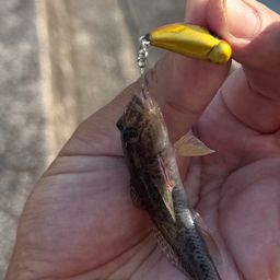 ハゼ