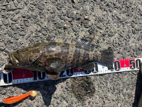 チャイロマルハタ