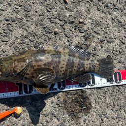 チャイロマルハタ