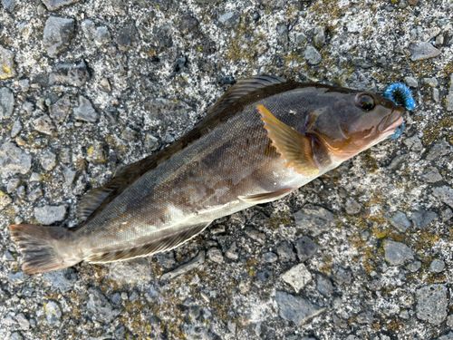 アイナメの釣果