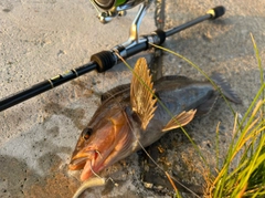 アイナメの釣果