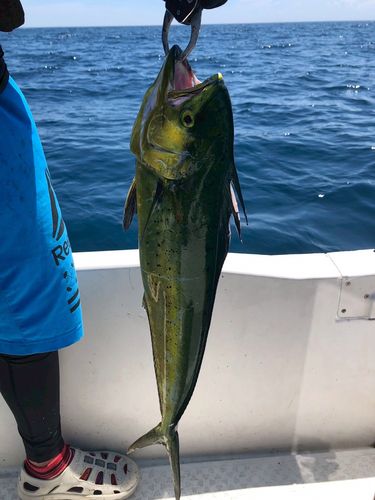 シイラの釣果