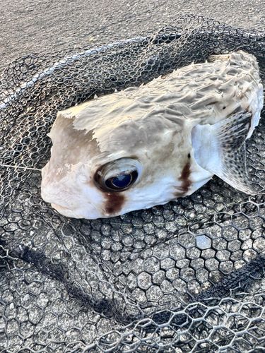 ハリセンボンの釣果