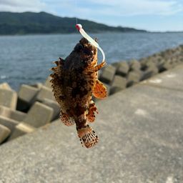 カサゴ