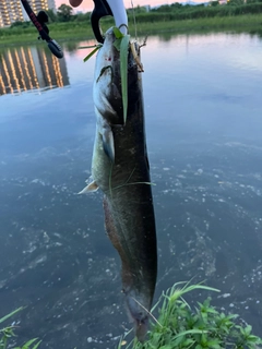 ナマズの釣果