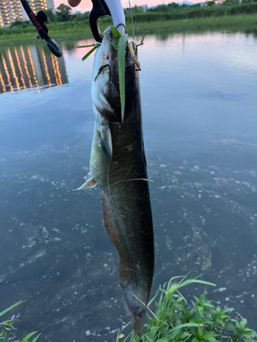 ナマズの釣果
