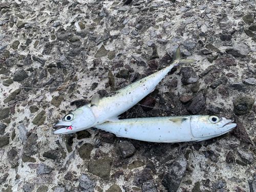 サバの釣果