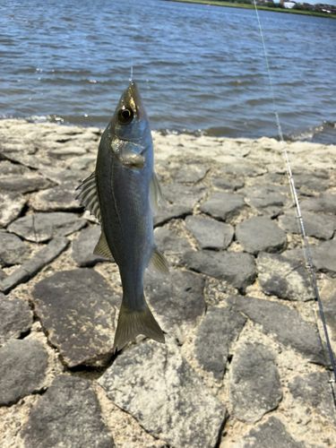 セイゴ（マルスズキ）の釣果