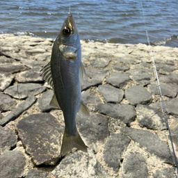 セイゴ（マルスズキ）