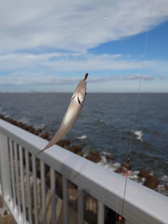 シロギスの釣果