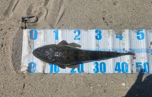 マゴチの釣果