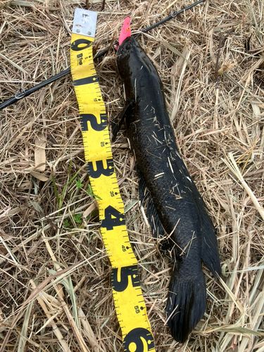 ライギョの釣果