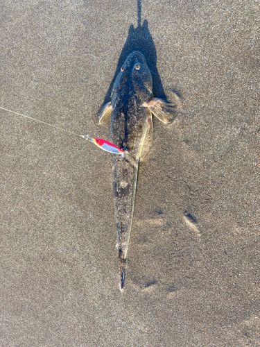 マゴチの釣果