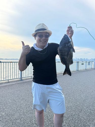 クロダイ