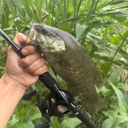 スモールマウスバス