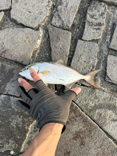 ショゴの釣果