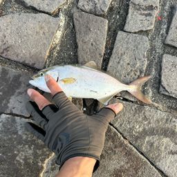 ショゴ